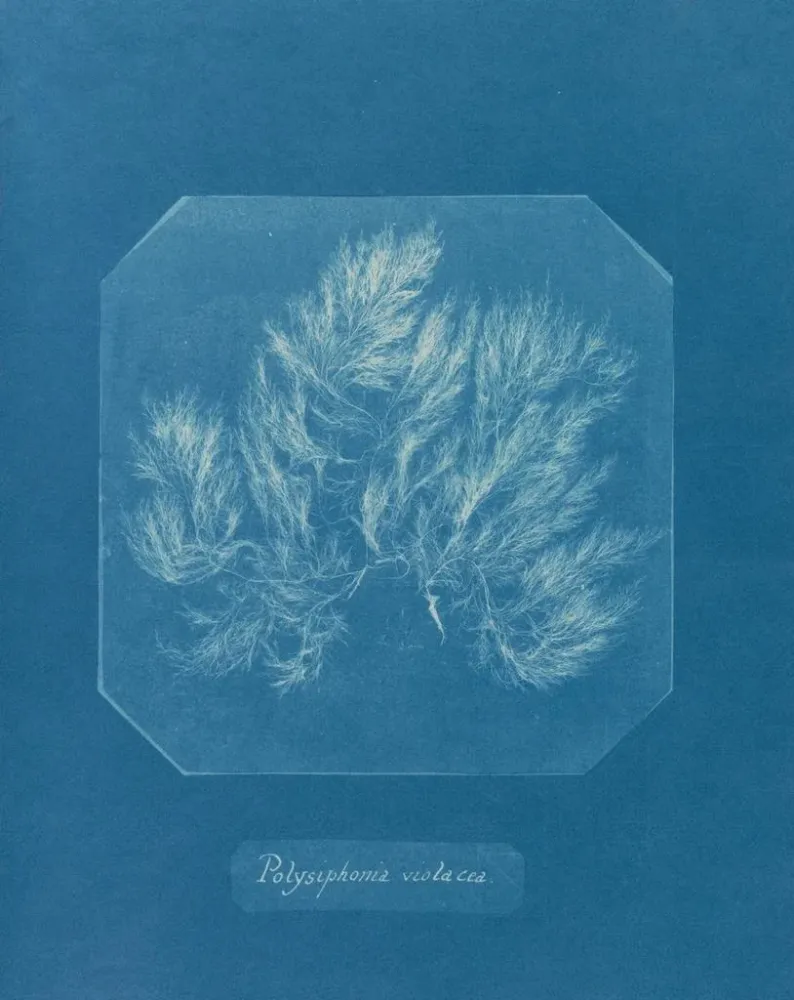 Gemälde Polysiphonia violacea - Anna Atkins | Kunstdruck