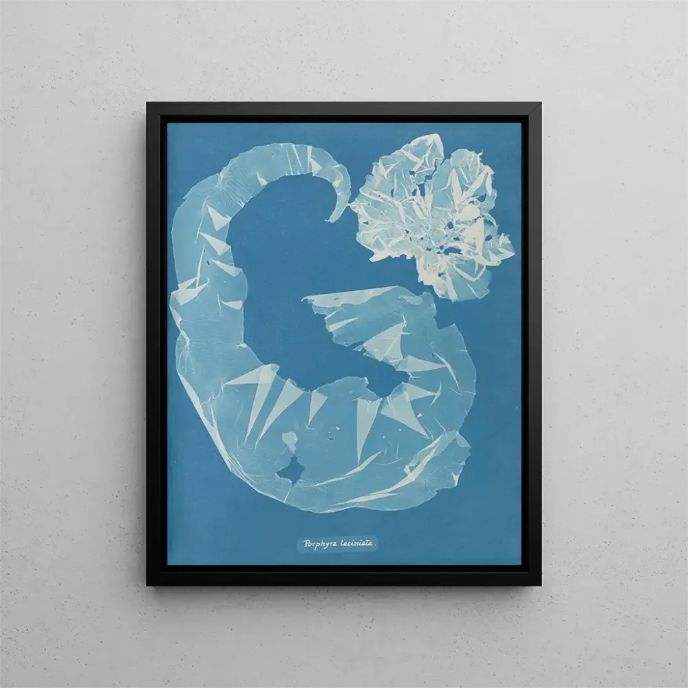 Gemälde Porphyra laciniata - Anna Atkins | Kunstdruck