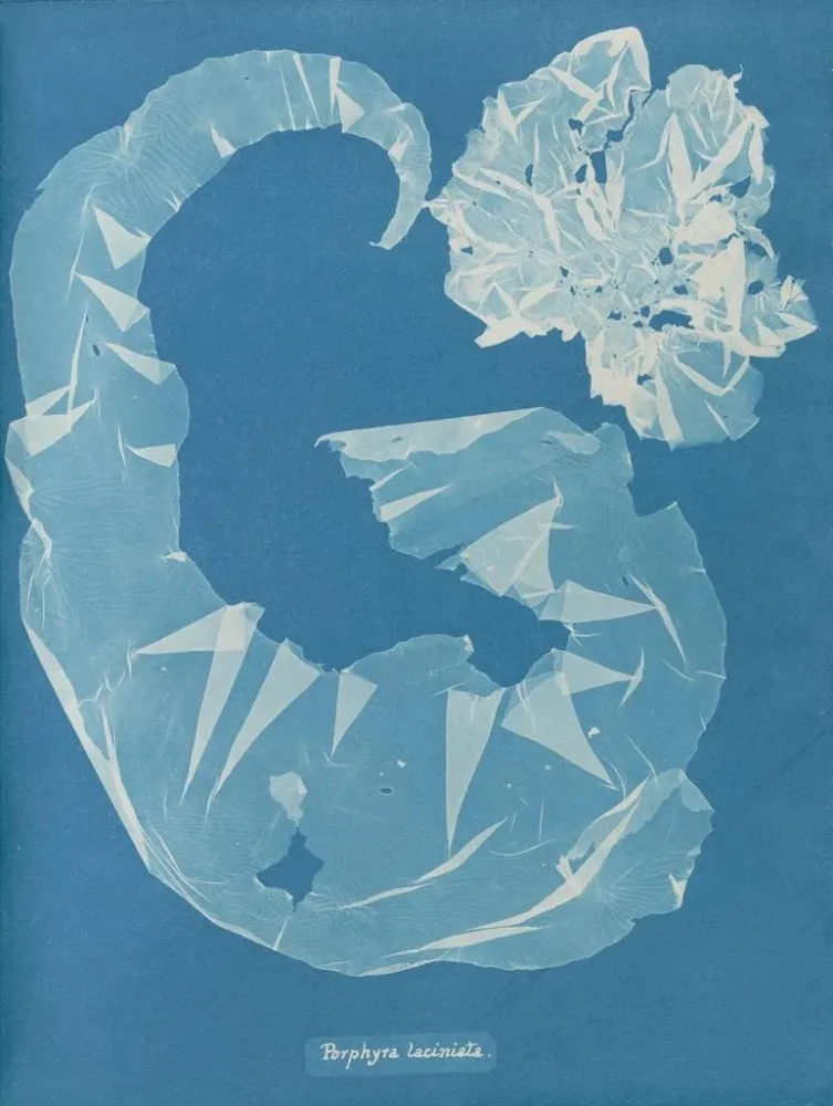 Gemälde Porphyra laciniata - Anna Atkins | Kunstdruck
