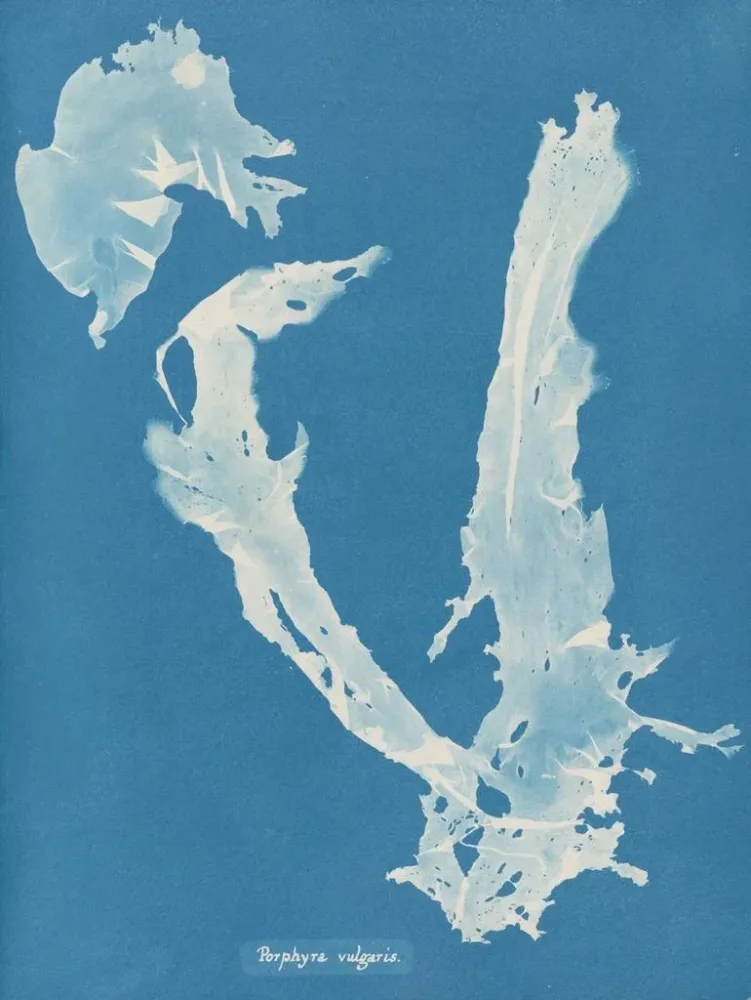 Gemälde Porphyra vulgaris - Anna Atkins | Kunstdruck