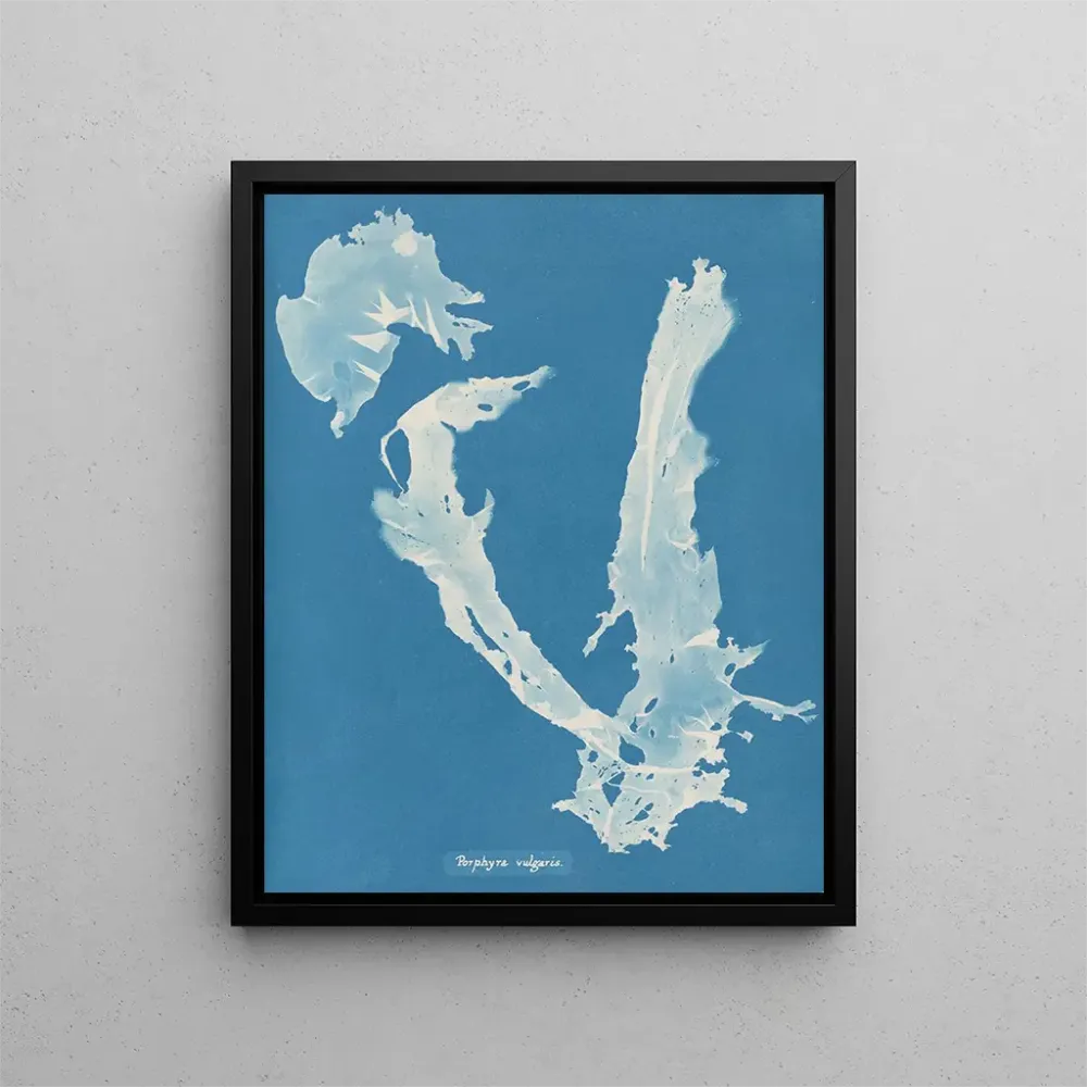 Gemälde Porphyra vulgaris - Anna Atkins | Kunstdruck