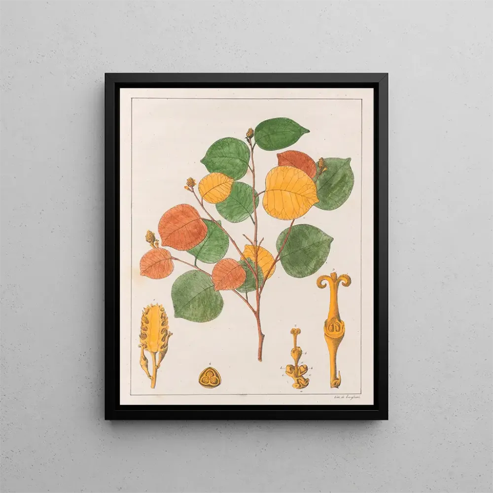 Gemälde Prounea brasiliensis - Auguste de Saint-Hilaire | Kunstdruck