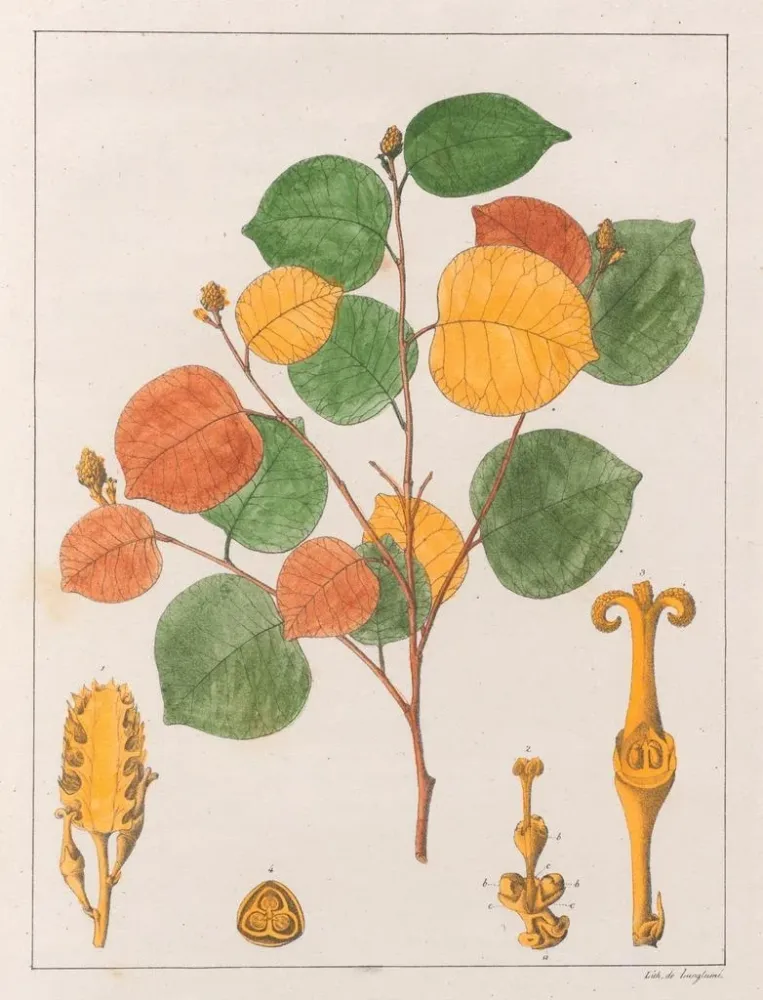 Gemälde Prounea brasiliensis - Auguste de Saint-Hilaire | Kunstdruck