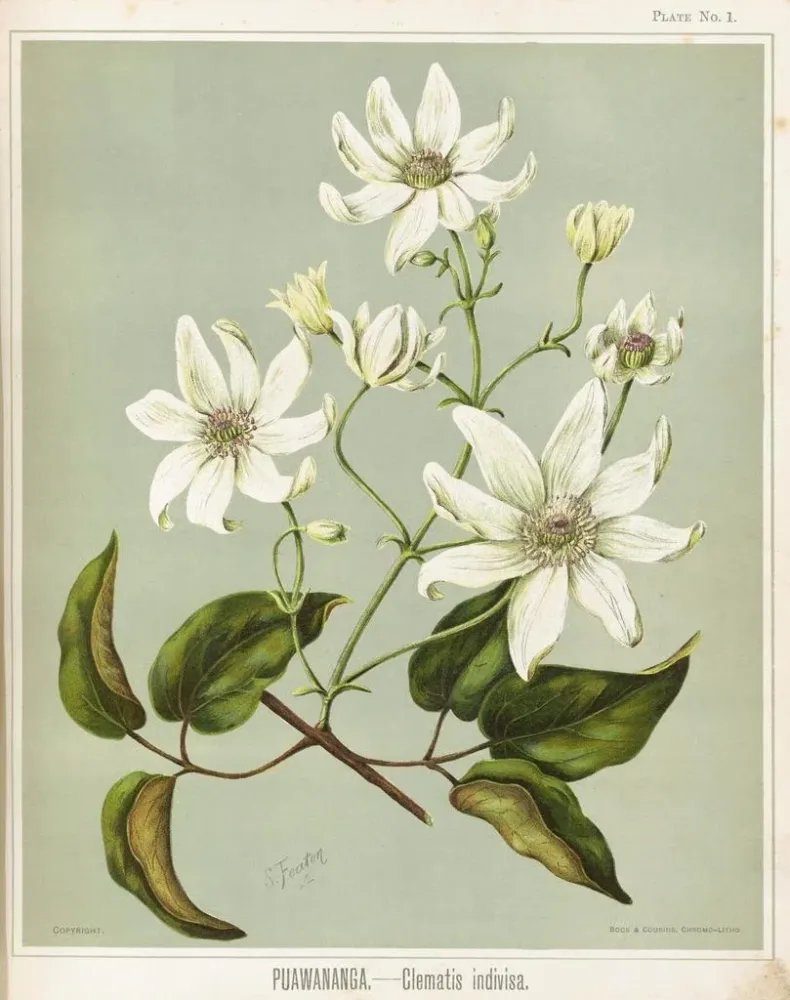 Gemälde Puawananga Clematis indivisa, Planche 1 - Sarah Featon | Kunstdruck