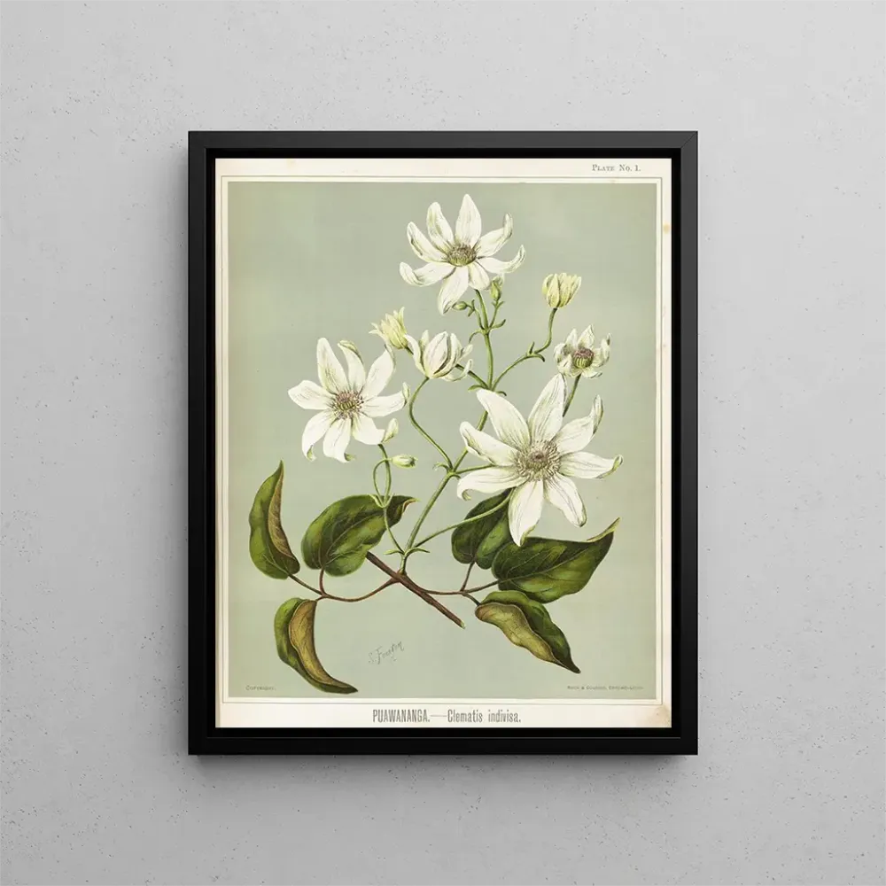 Gemälde Puawananga Clematis indivisa, Planche 1 - Sarah Featon | Kunstdruck