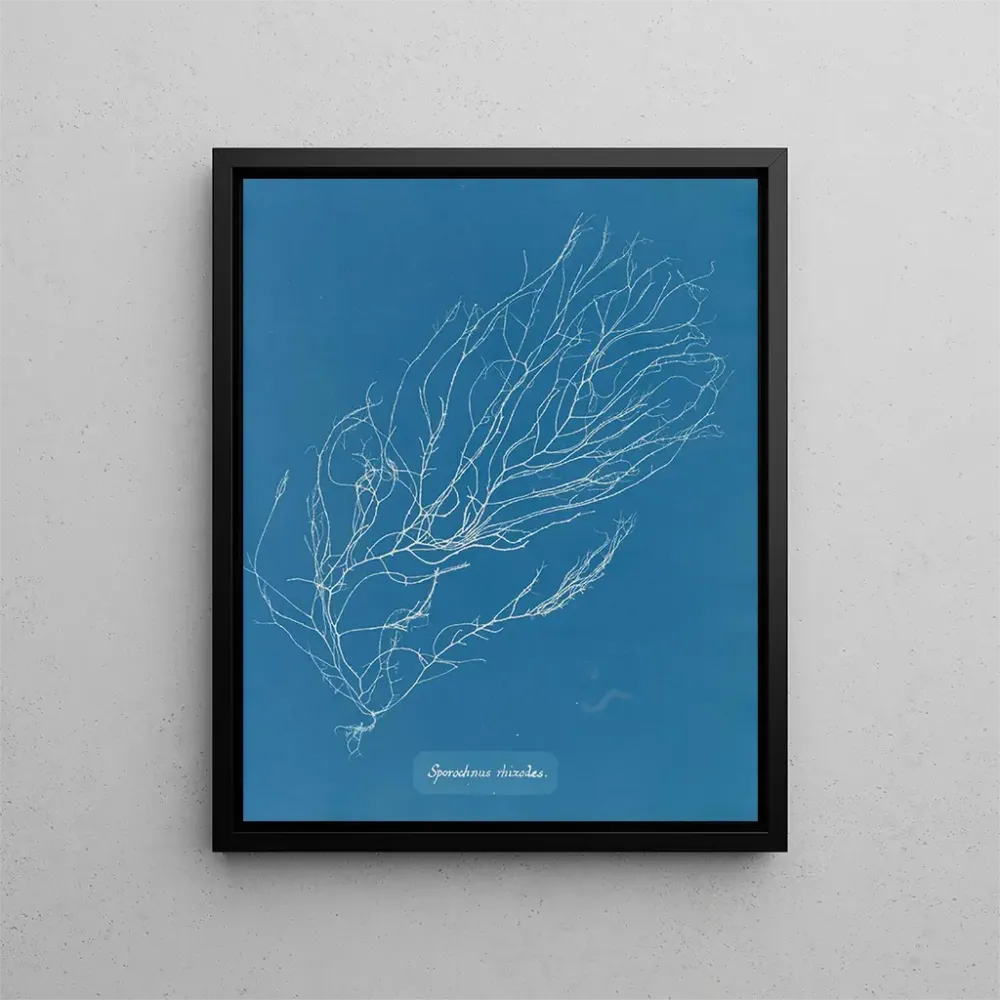 Gemälde Rhizodes de Sporochnus - Anna Atkins