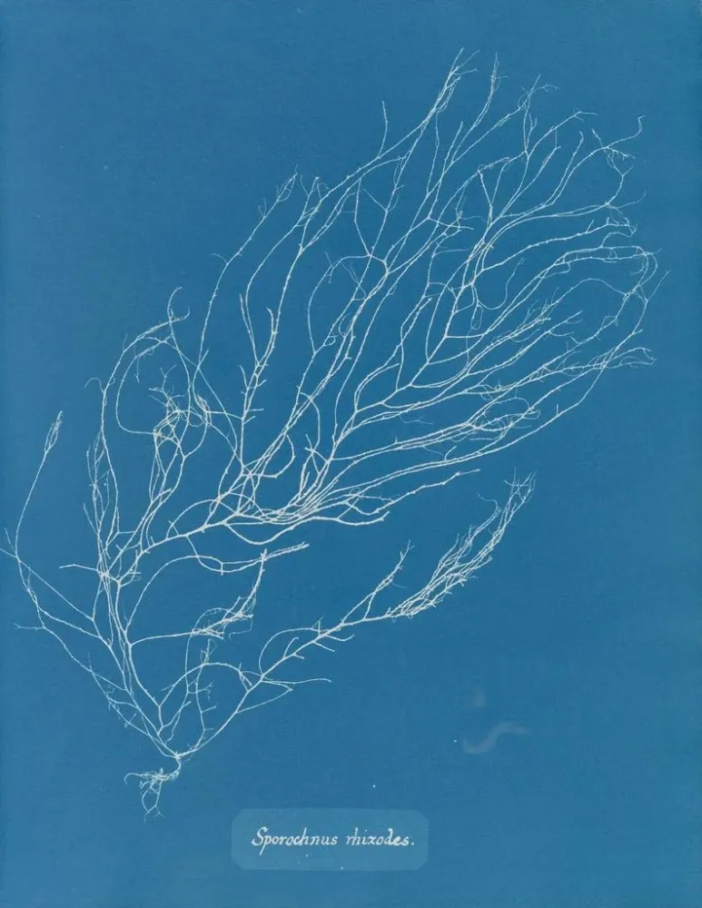 Gemälde Rhizodes de Sporochnus - Anna Atkins