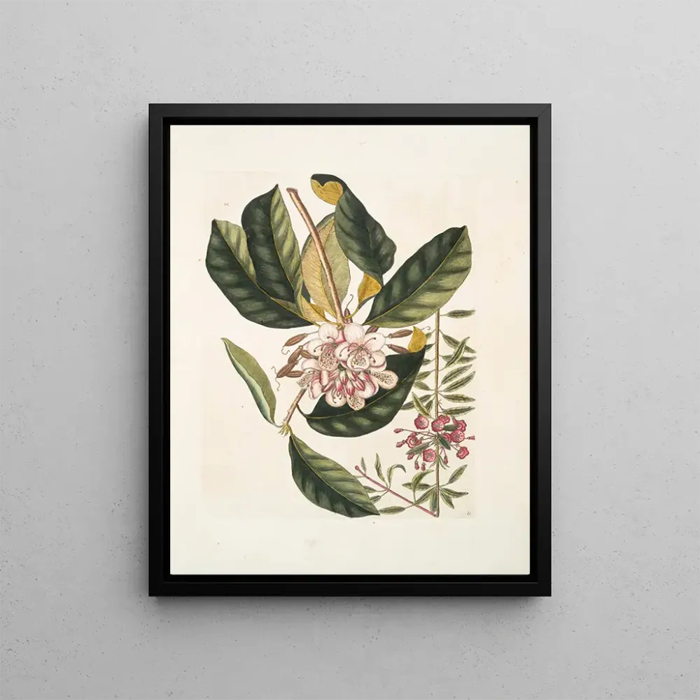 Gemälde Rhododendron, chamdaphne sempervirens - Mark Catesby | Kunstdruck
