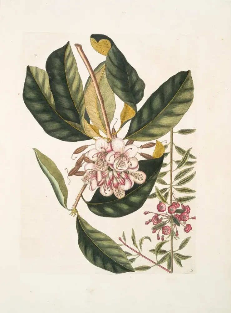 Gemälde Rhododendron, chamdaphne sempervirens - Mark Catesby | Kunstdruck