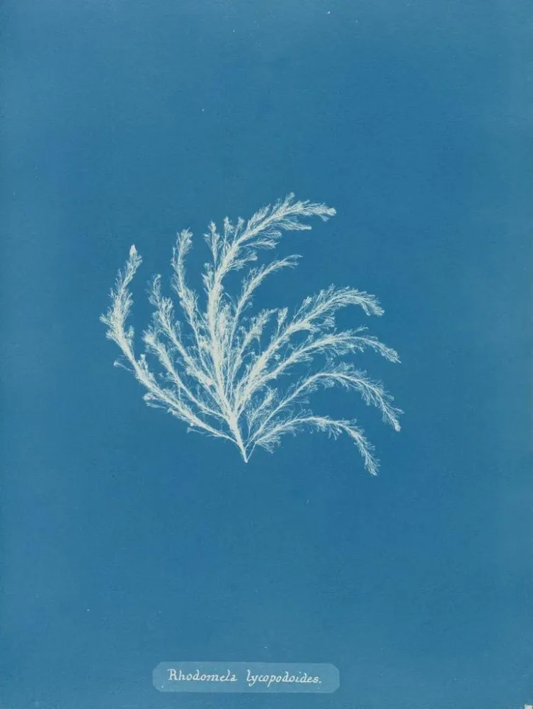 Gemälde Rhodomela lycopodioides - Anna Atkins | Kunstdruck