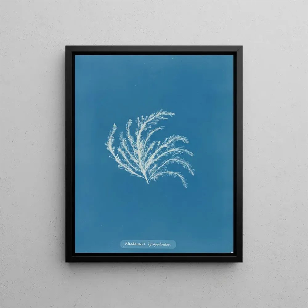 Gemälde Rhodomela lycopodioides - Anna Atkins | Kunstdruck