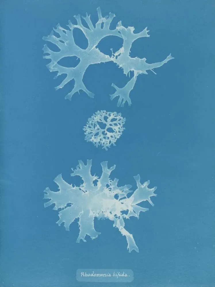 Gemälde Rhodoménie bifida - Anna Atkins | Kunstdruck