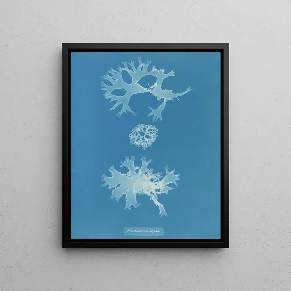 Gemälde Rhodoménie bifida - Anna Atkins | Kunstdruck