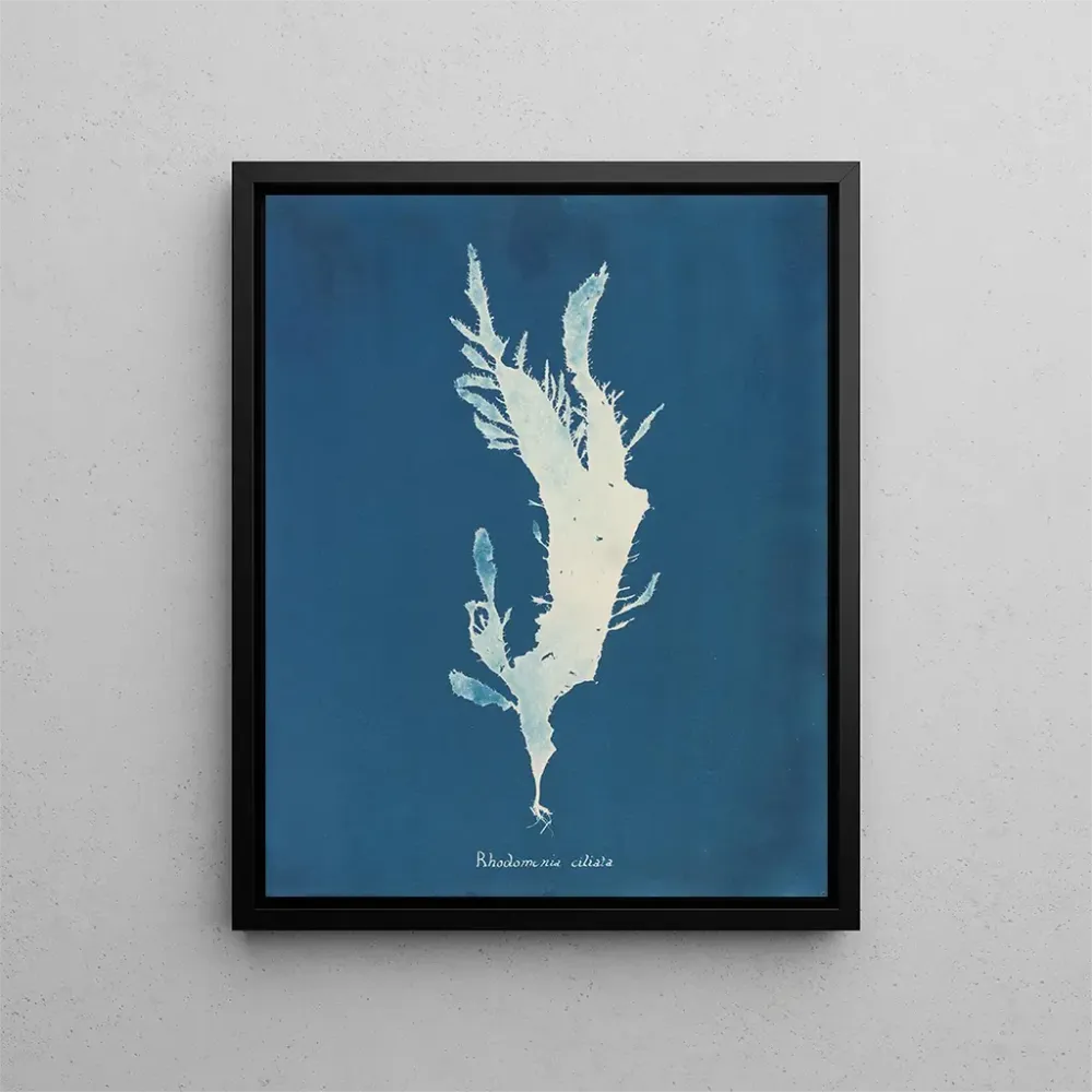 Gemälde Rhodoménie ciliée - Anna Atkins | Kunstdruck