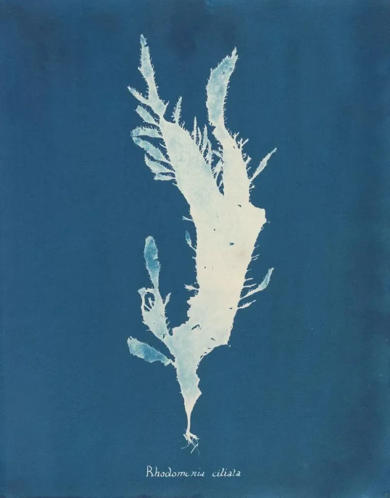 Gemälde Rhodoménie ciliée - Anna Atkins | Kunstdruck