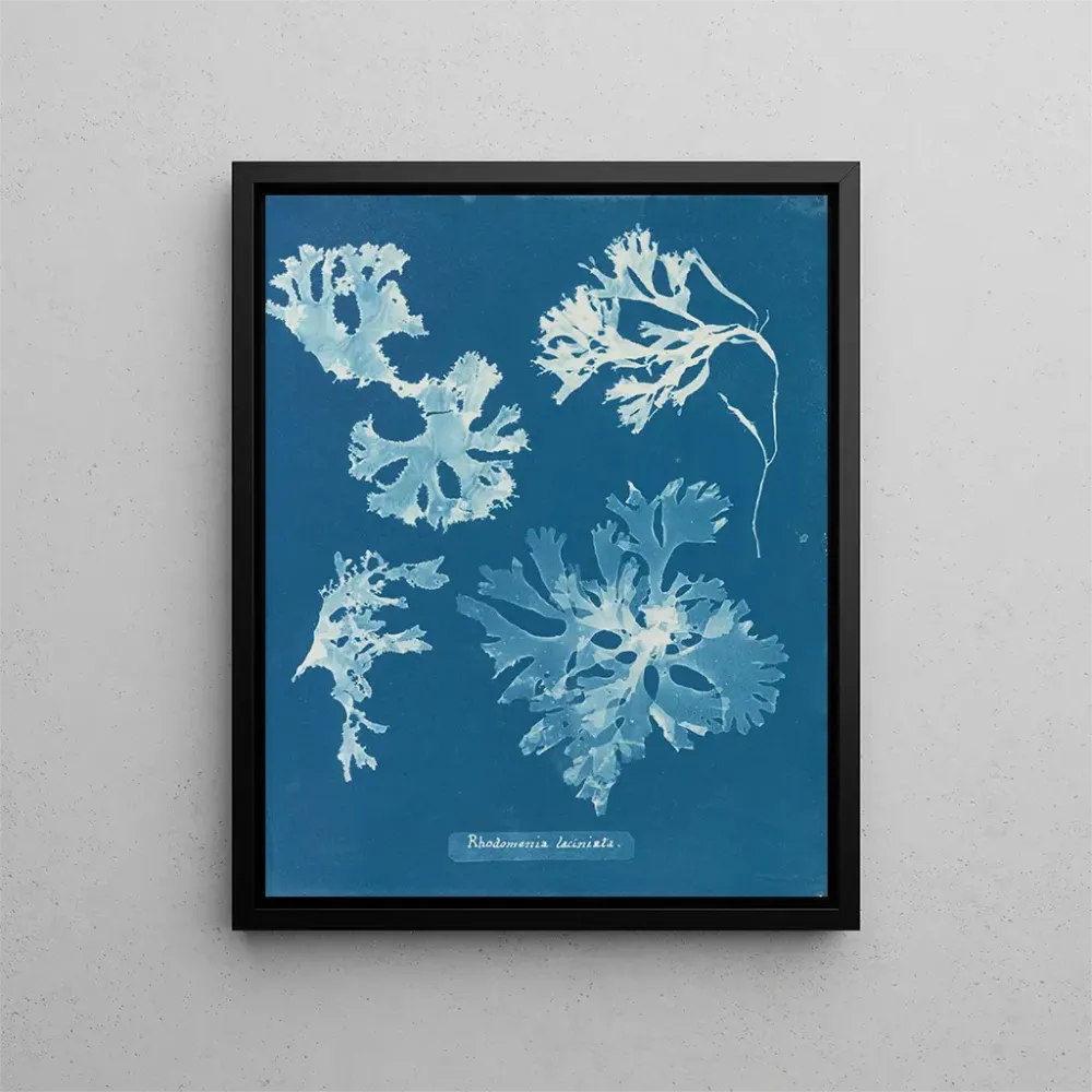 Gemälde Rhodoménie laciniata - Anna Atkins | Kunstdruck