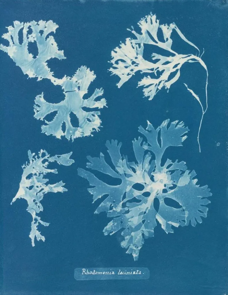 Gemälde Rhodoménie laciniata - Anna Atkins | Kunstdruck