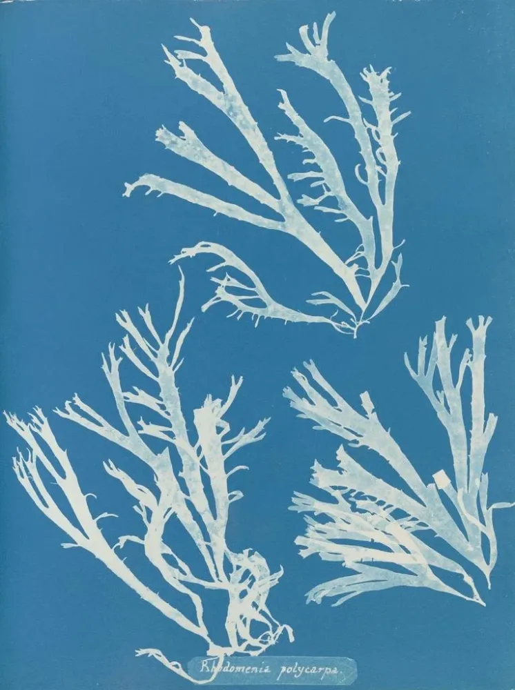 Gemälde Rhodoménie polycarpe - Anna Atkins | Kunstdruck