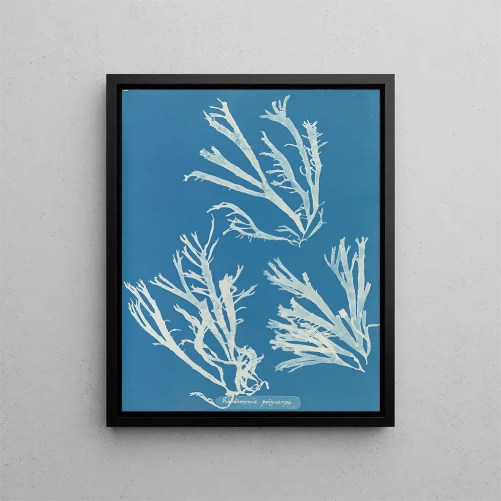 Gemälde Rhodoménie polycarpe - Anna Atkins | Kunstdruck