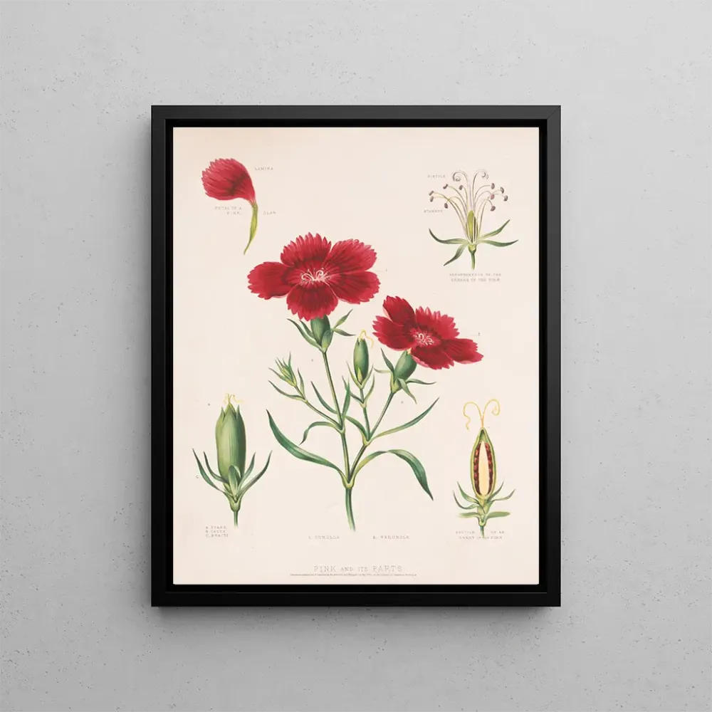 Gemälde Rose et ses parties - Louis Prang Co | Kunstdruck
