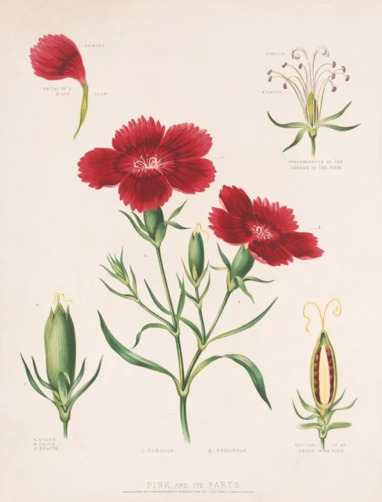 Gemälde Rose et ses parties - Louis Prang Co | Kunstdruck