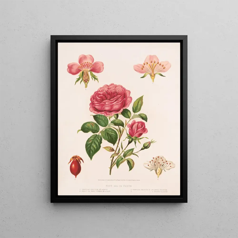 Gemälde Rose et ses parties - Louis Prang Co | Kunstdruck