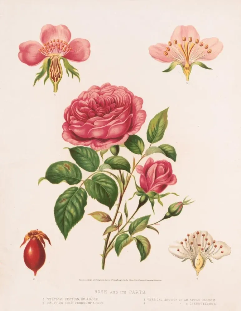 Gemälde Rose et ses parties - Louis Prang Co | Kunstdruck