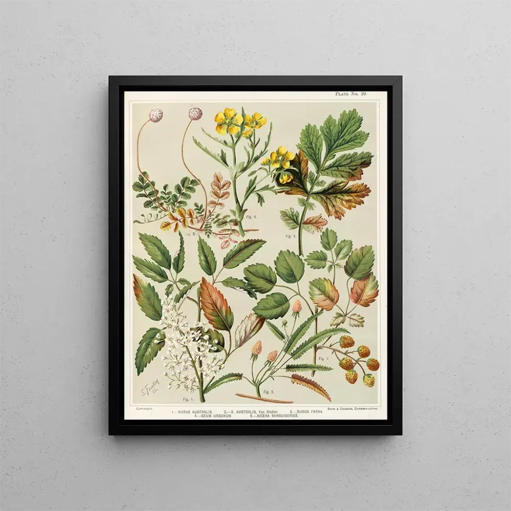 Gemälde 1 Rubus australis 2 Rubus australis var. glaber 3 Rubus parva 4 Geum urbanum 5 Acaena sanguisorba - Sarah Featon |...