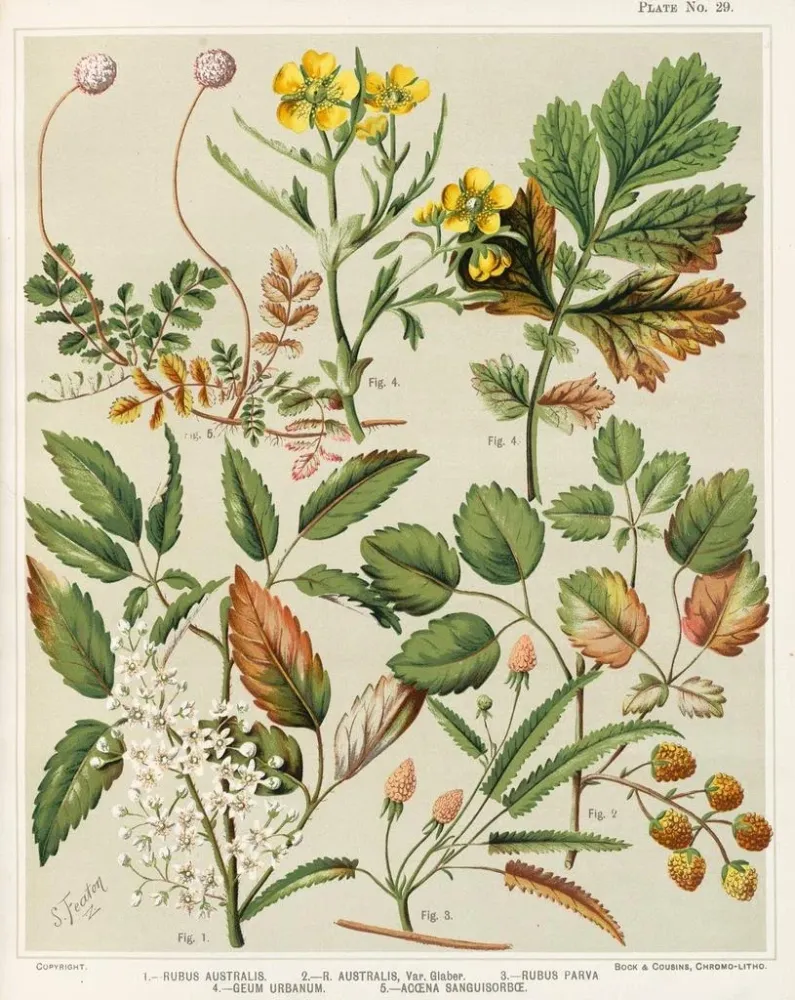 Gemälde 1 Rubus australis 2 Rubus australis var. glaber 3 Rubus parva 4 Geum urbanum 5 Acaena sanguisorba - Sarah Featon |...