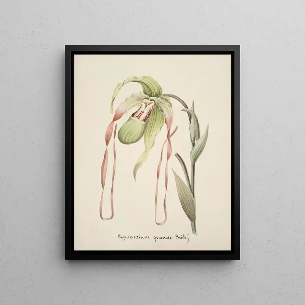 Gemälde Sammlung von Orchideen Pl28 - Anonym | Kunstdruck