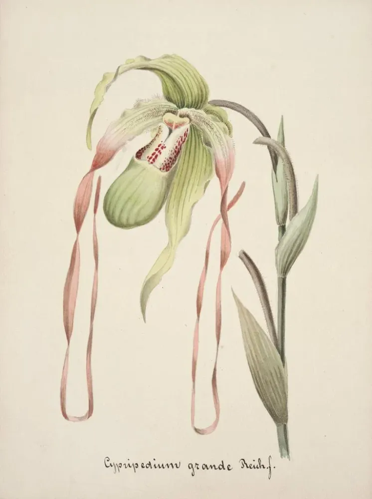 Gemälde Sammlung von Orchideen Pl28 - Anonym | Kunstdruck