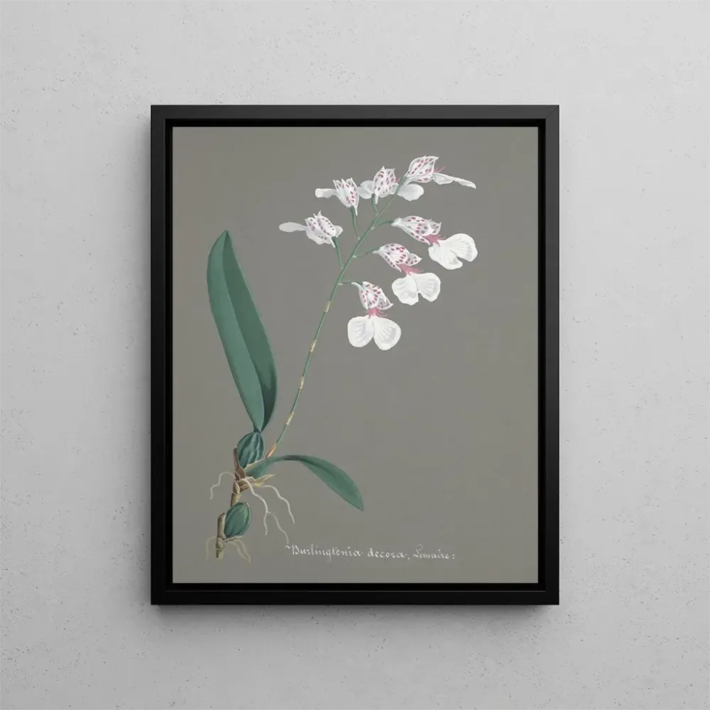 Gemälde Sammlung von Orchideen Pl79 - Anonym | Kunstdruck