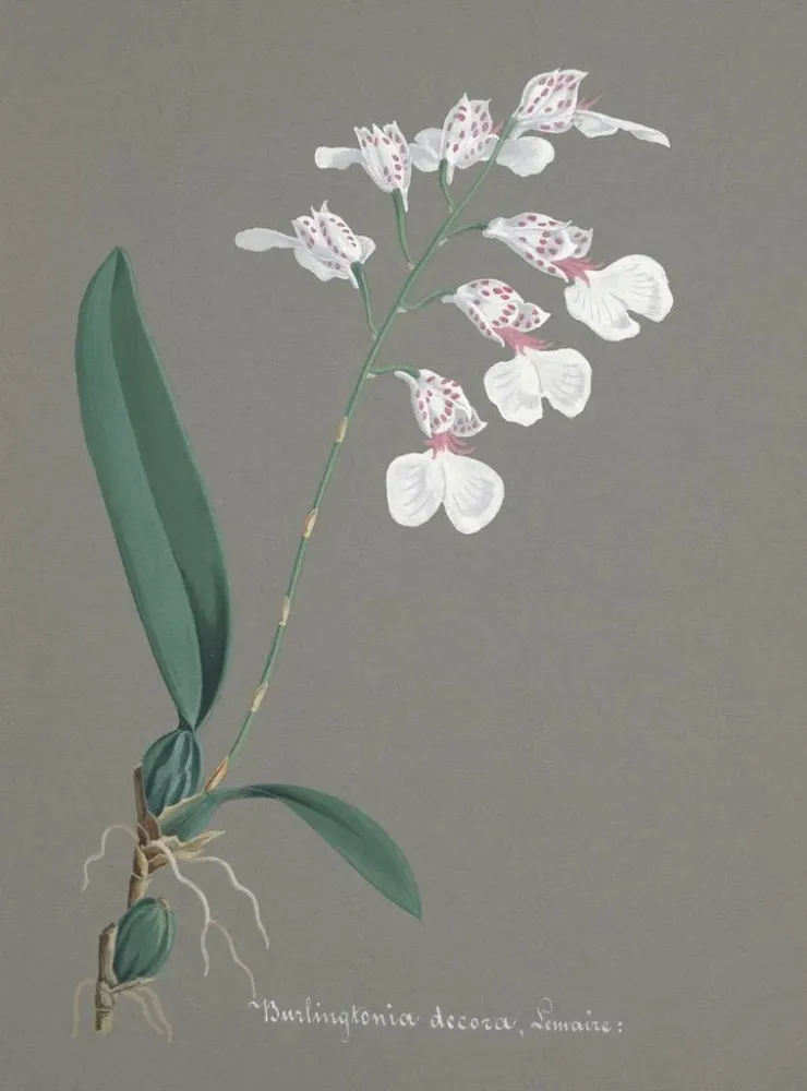 Gemälde Sammlung von Orchideen Pl79 - Anonym | Kunstdruck