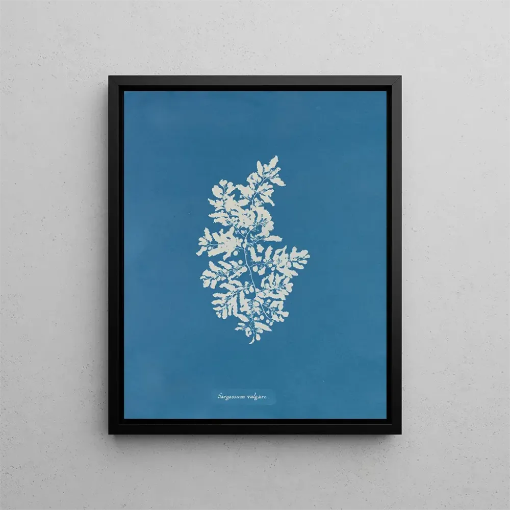 Gemälde Sargasses vulgaires - Anna Atkins | Kunstdruck