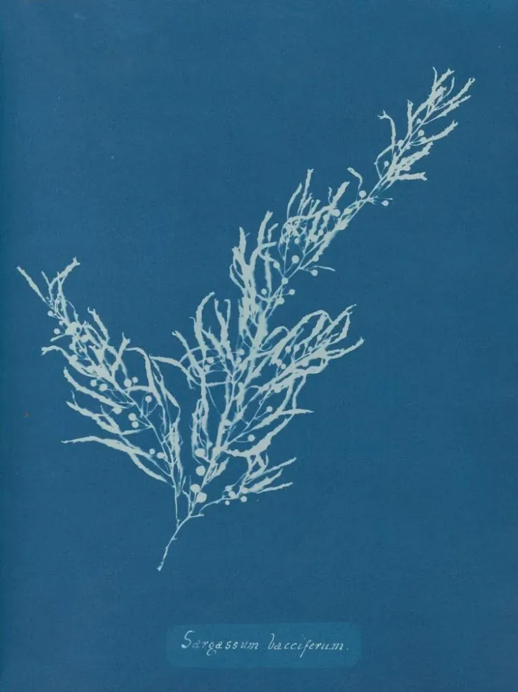 Gemälde Sargassum bacciferum - Anna Atkins | Kunstdruck