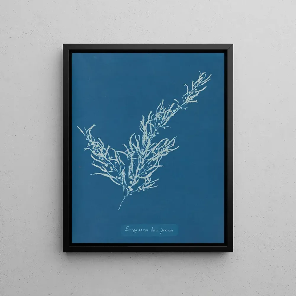 Gemälde Sargassum bacciferum - Anna Atkins | Kunstdruck