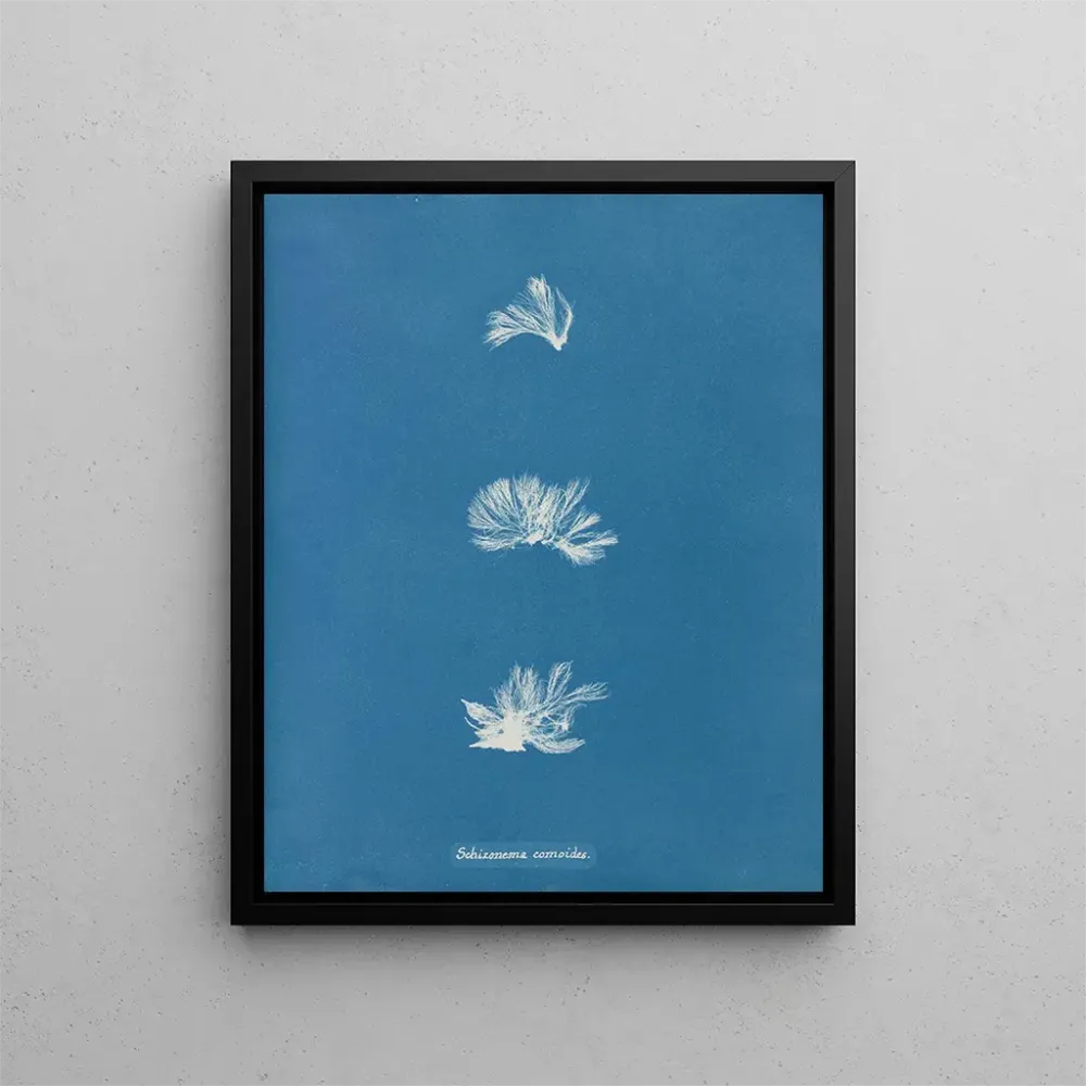 Gemälde Schizonema comoides - Anna Atkins | Kunstdruck