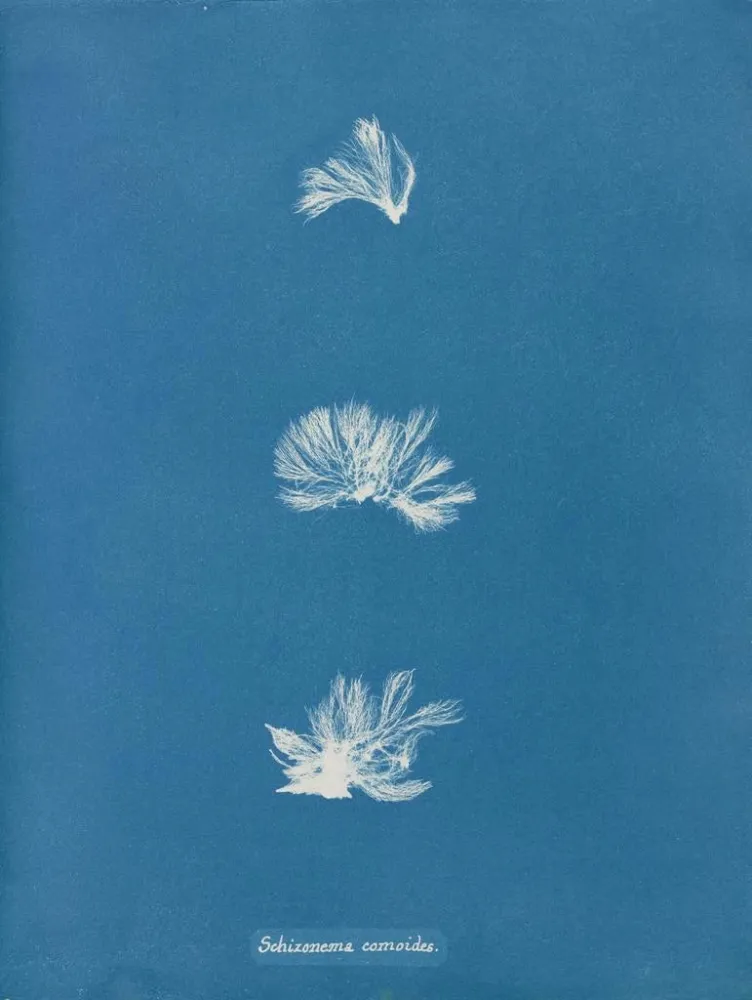Gemälde Schizonema comoides - Anna Atkins | Kunstdruck
