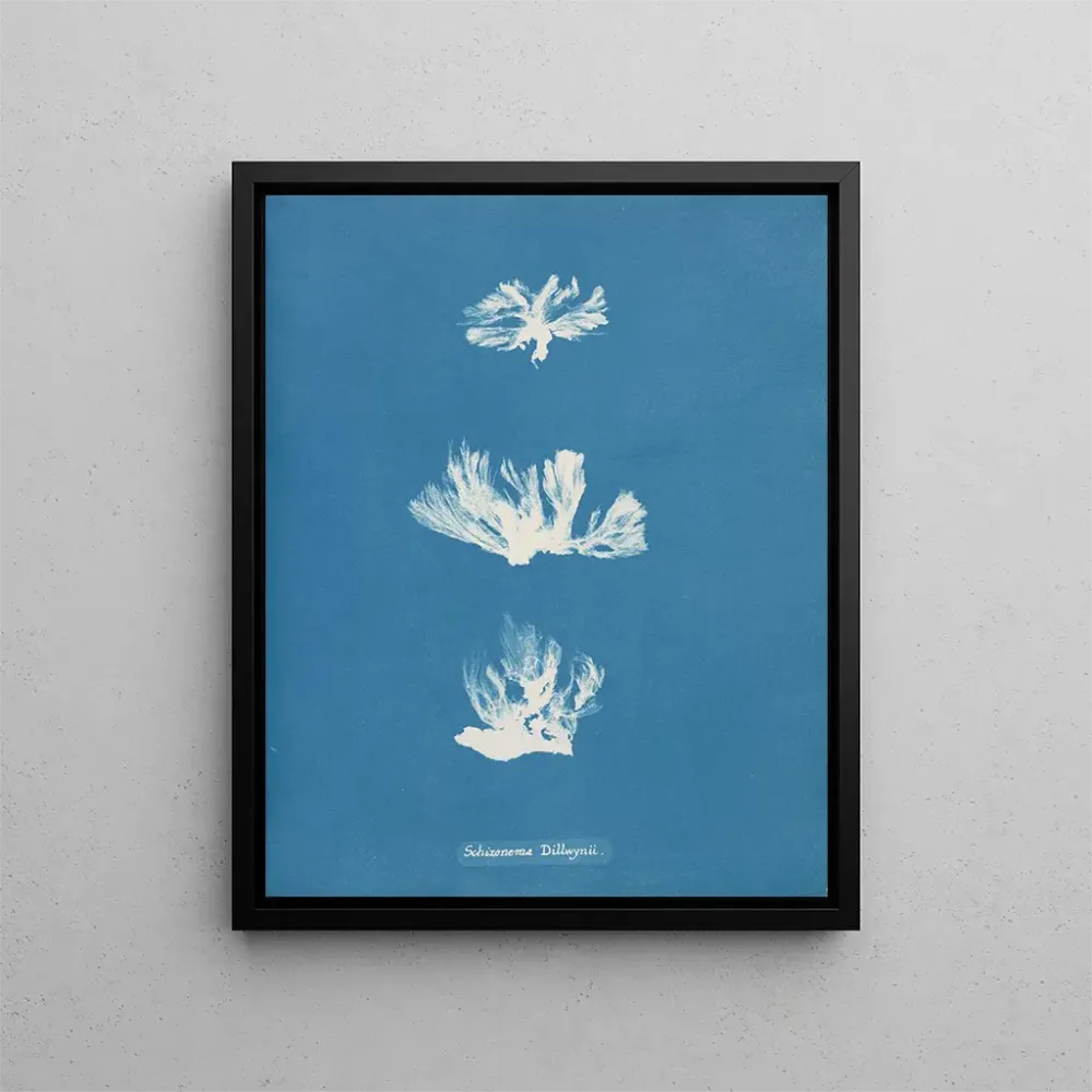 Gemälde Schizonema dillwynii - Anna Atkins | Kunstdruck