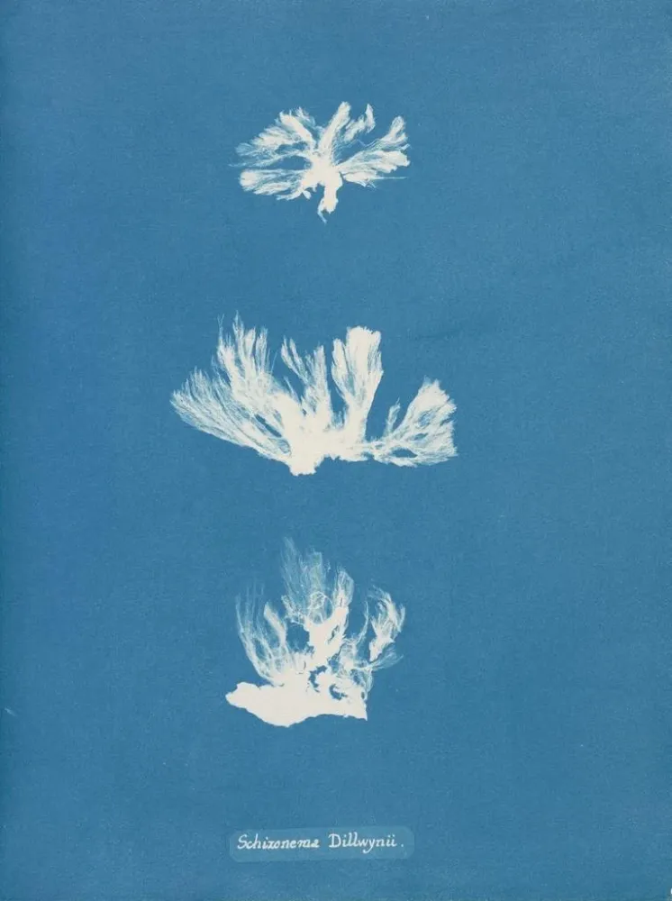 Gemälde Schizonema dillwynii - Anna Atkins | Kunstdruck