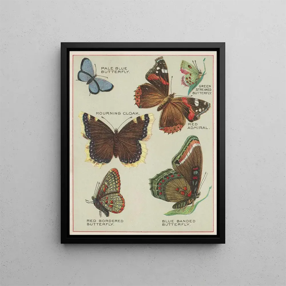 Gemälde Schmetterlinge Amerikas Pl4 - Chase Sanborn | Kunstdruck