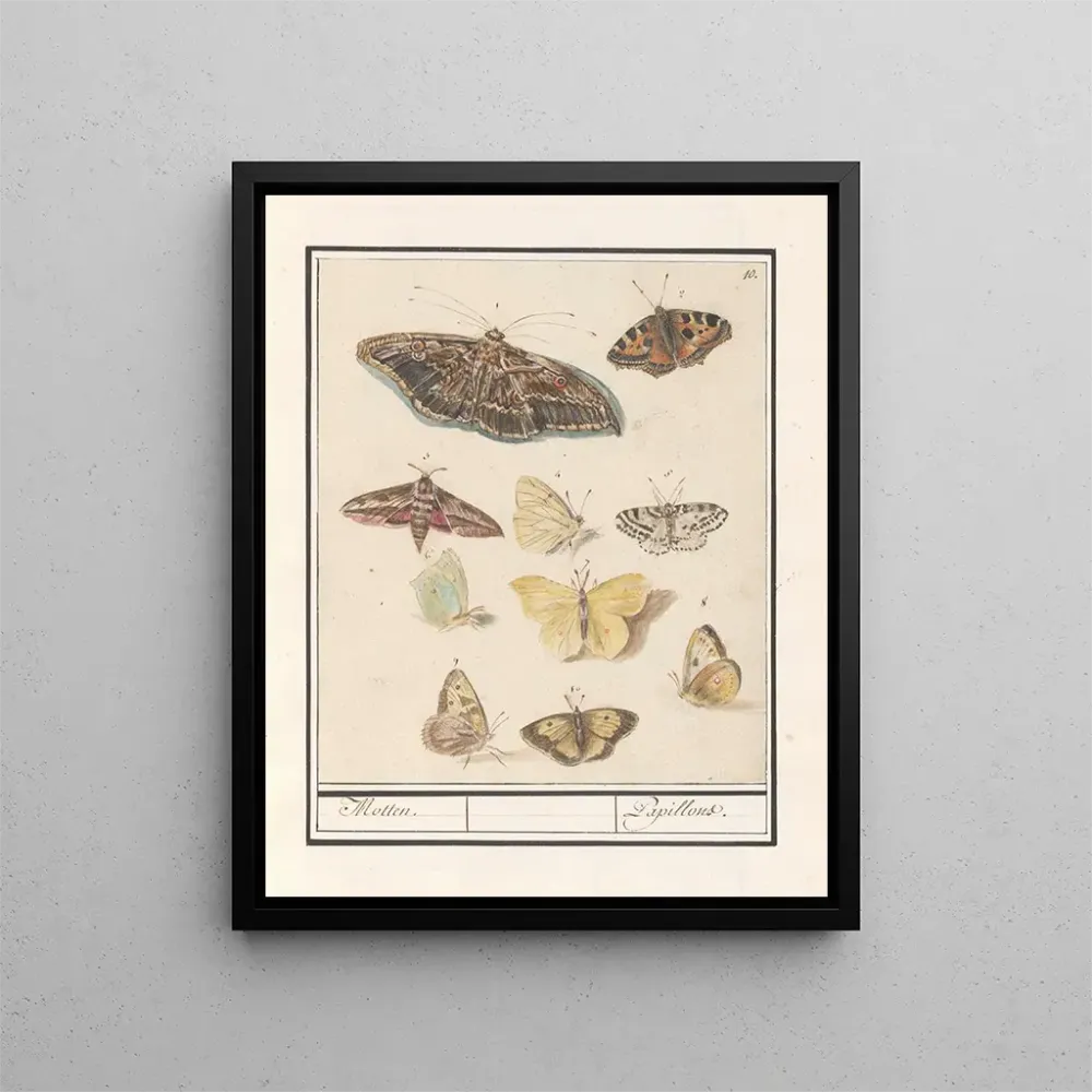 Gemälde Schmetterlinge und Motten Schmetterlinge - Anselmus Botius de Boodt | Kunstdruck
