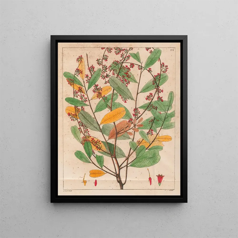 Gemälde Simaruba versicolor - Auguste de Saint-Hilaire | Kunstdruck