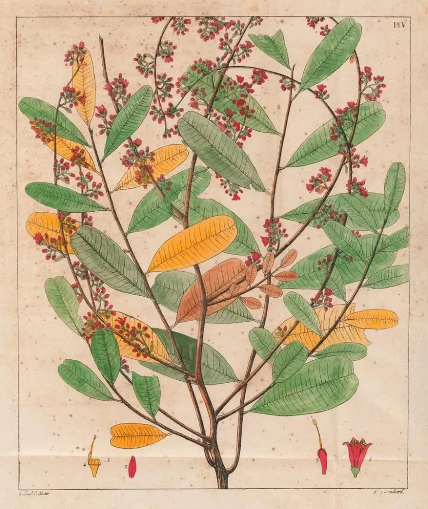 Gemälde Simaruba versicolor - Auguste de Saint-Hilaire | Kunstdruck