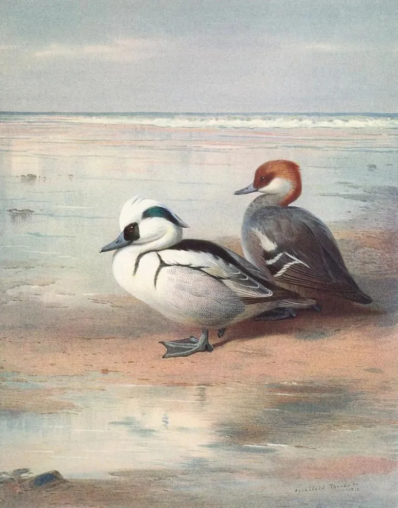 Gemälde Smew - Archibald Thorburn | Kunstdruck
