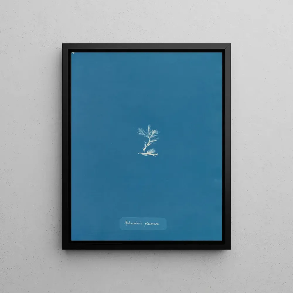 Gemälde Sphacelaria plumosa - Anna Atkins | Kunstdruck
