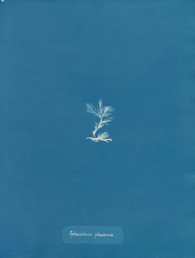 Gemälde Sphacelaria plumosa - Anna Atkins | Kunstdruck