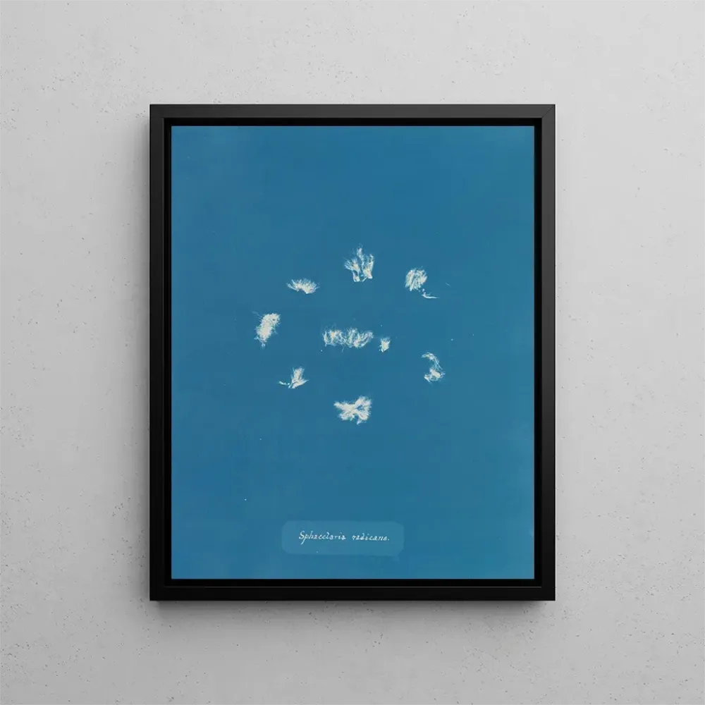 Gemälde Sphacelaria radicans - Anna Atkins | Kunstdruck