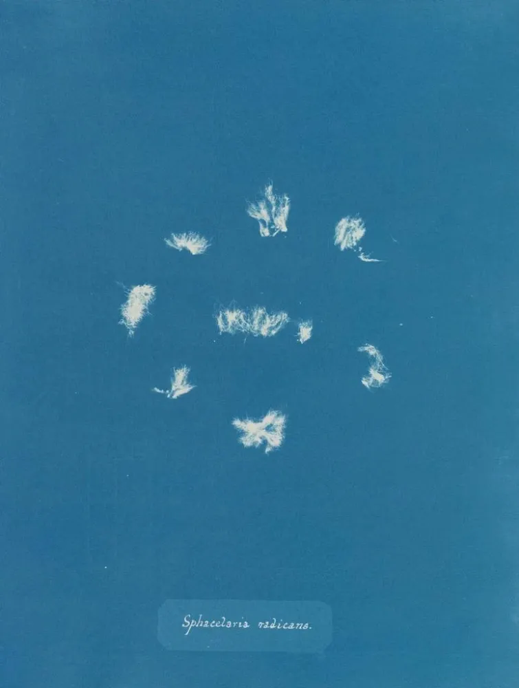 Gemälde Sphacelaria radicans - Anna Atkins | Kunstdruck