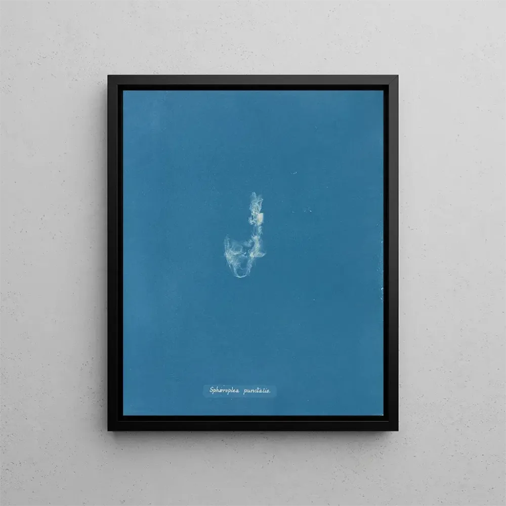 Gemälde Sphaeroplea punctalis - Anna Atkins | Kunstdruck